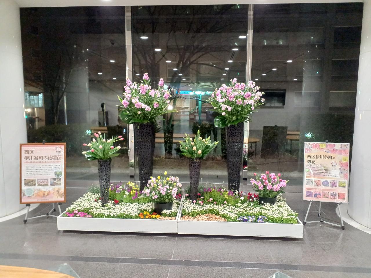 神戸の花による街の彩ガーデン（2月、神戸市役所ロビー）