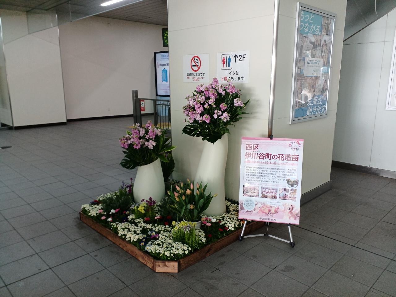 神戸の花による街の彩ガーデン（2月、ＪＲ新神戸駅）