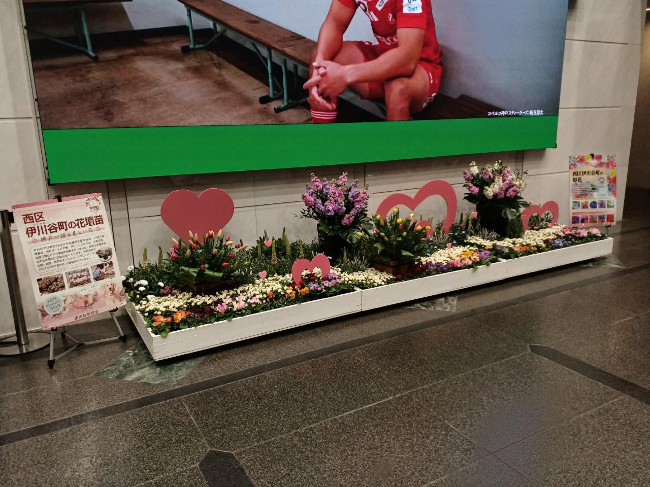 神戸の花による街の彩ガーデン（2月、神戸市役所ロビー　）