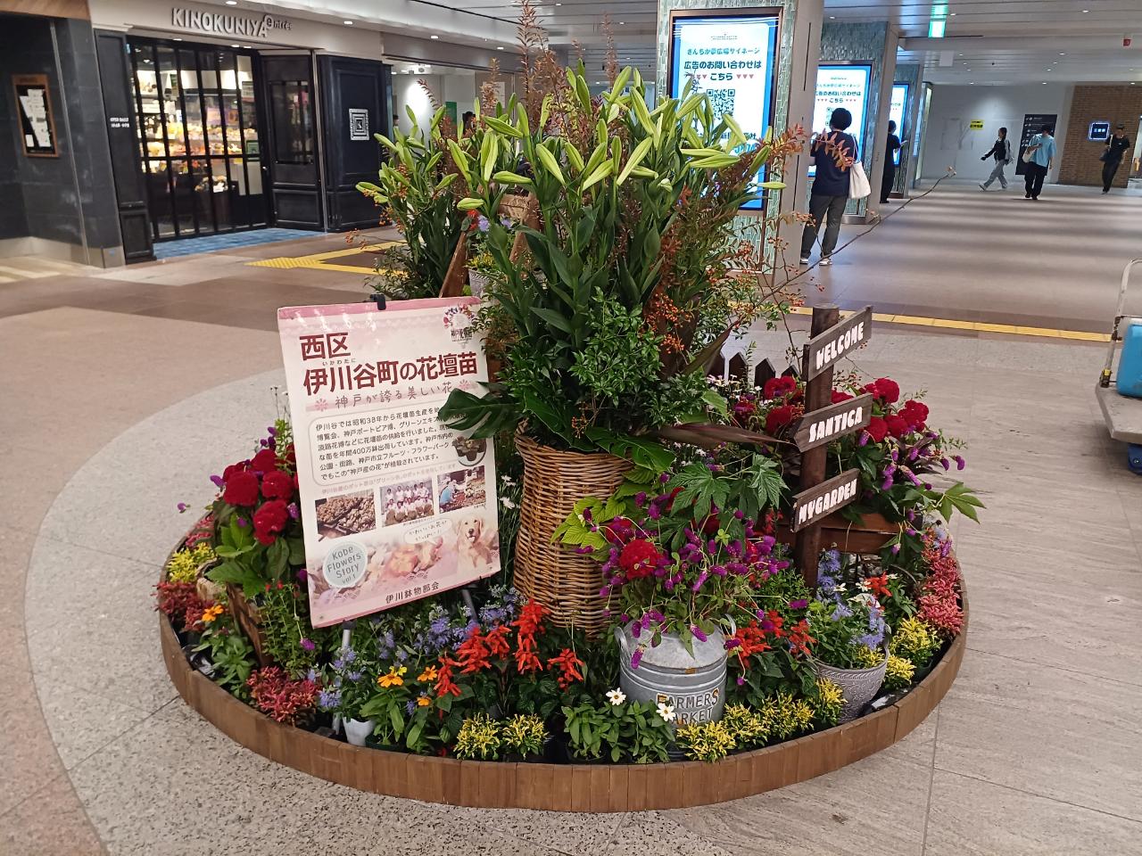 神戸の花による街の彩ガーデン（９月、さんちか夢広場　）